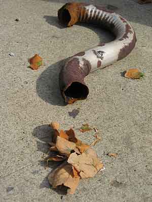 Funnel and Leaves
