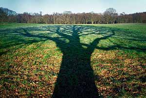 shadow